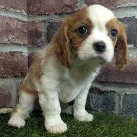 Ralphie akc registration, a male Cavalier King Charles Spaniel for sale in Clark, MO – Photo 9 of 10