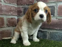 processed/48a5719f-500e-44b6-9f17-814718151d99/listing/c69b8db2-dc30-42ec-94a4-9c6d4e9b8776/a1e50309-66c1-4b10-bb5f-4f9f44ea1c5d