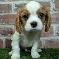 Ralphie akc registration, a male Cavalier King Charles Spaniel for sale in Clark, MO – Photo 4 of 10