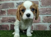 processed/48a5719f-500e-44b6-9f17-814718151d99/listing/c69b8db2-dc30-42ec-94a4-9c6d4e9b8776/c6958f93-0649-4fe8-a29b-de1583bd0614