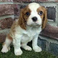 Ralphie akc registration, a male Cavalier King Charles Spaniel for sale in Clark, MO – Photo 10 of 10