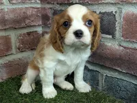 processed/48a5719f-500e-44b6-9f17-814718151d99/listing/c69b8db2-dc30-42ec-94a4-9c6d4e9b8776/c6c33e1a-bb05-46af-830e-ed66ba1f5010