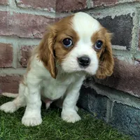 Ralphie akc registration, a male Cavalier King Charles Spaniel for sale in Clark, MO – Photo 1 of 10