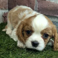 Ralphie akc registration, a male Cavalier King Charles Spaniel for sale in Clark, MO – Photo 6 of 10