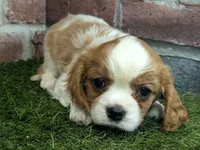 processed/48a5719f-500e-44b6-9f17-814718151d99/listing/c69b8db2-dc30-42ec-94a4-9c6d4e9b8776/feec995b-1689-4d0e-ad00-f798dccca867