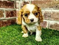 Rocky AKC , a male Cavalier King Charles Spaniel for sale in Clark, MO – 7 of 10
