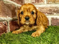 Rocco , a male Cavalier King Charles Spaniel for sale in Clark, MO – 8 of 10