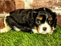 Hank AKC registration , a male Cavalier King Charles Spaniel for sale in Clark, MO – 3 of 8