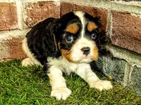 Toby, a male Cavalier King Charles Spaniel for sale in Clark, MO – 9 of 10