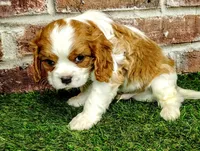 Tucker , a male Cavalier King Charles Spaniel for sale in Clark, MO – Photo 2 of 8