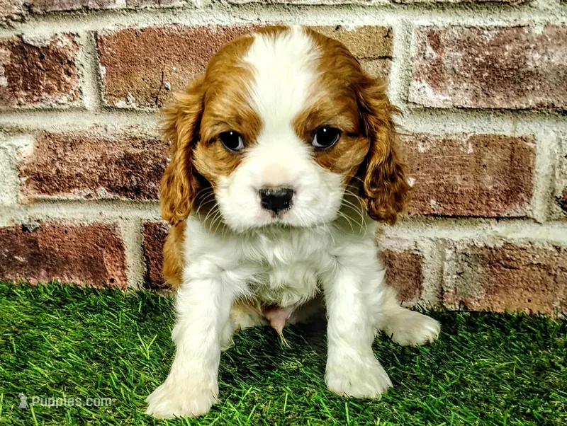 Tucker  – Cavalier King Charles Spaniel puppy for sale in Clark, MO