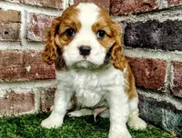 Tucker , a male Cavalier King Charles Spaniel for sale in Clark, MO – Photo 3 of 8