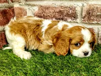 Tucker , a male Cavalier King Charles Spaniel for sale in Clark, MO – Photo 6 of 8