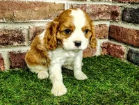 Tucker , a male Cavalier King Charles Spaniel for sale in Clark, MO – Photo 7 of 8