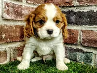 Tucker , a male Cavalier King Charles Spaniel for sale in Clark, MO – Photo 5 of 8