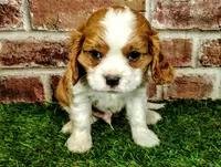 Tucker , a male Cavalier King Charles Spaniel for sale in Clark, MO – Photo 8 of 8