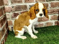 Johnny AKC , a male Cavalier King Charles Spaniel for sale in Clark, MO – 4 of 10