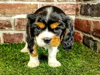 Tucker AKC , a male Cavalier King Charles Spaniel for sale in Clark, MO – 8 of 10