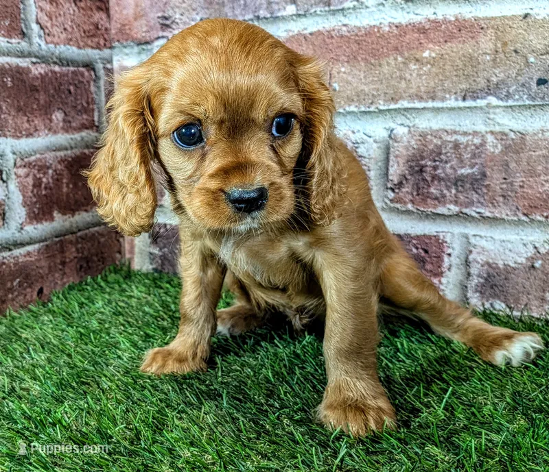 Anna – Cavalier King Charles Spaniel puppy for sale in Clark, MO