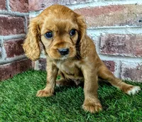 Anna, a female Cavalier King Charles Spaniel for sale in Clark, MO – 1 of 9