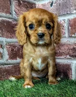 Rosie , a female Cavalier King Charles Spaniel for sale in Clark, MO – 9 of 9
