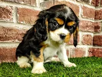 Tucker AKC , a male Cavalier King Charles Spaniel for sale in Clark, MO – 9 of 10