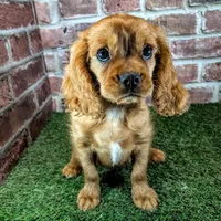 Rocco, a male Cavalier King Charles Spaniel for sale in Clark, MO – 7 of 10
