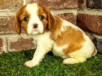 Milo, a male Cavalier King Charles Spaniel for sale in Clark, MO – 4 of 7