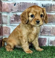 Cash AKC registration , a male Cavalier King Charles Spaniel for sale in Clark, MO – 3 of 10