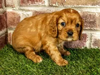 Rocco , a male Cavalier King Charles Spaniel for sale in Clark, MO – 2 of 10