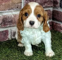 Ruger AKC registration , a male Cavalier King Charles Spaniel for sale in Clark, MO – 4 of 10