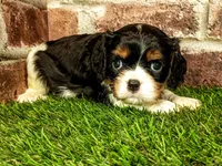 Hank AKC registration , a male Cavalier King Charles Spaniel for sale in Clark, MO – 2 of 8