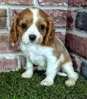 Rocky , a male Cavalier King Charles Spaniel for sale in Clark, MO – 4 of 10
