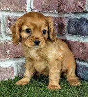 Cash AKC registration , a male Cavalier King Charles Spaniel for sale in Clark, MO – 4 of 10