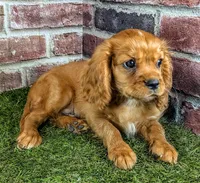 Rocco, a male Cavalier King Charles Spaniel for sale in Clark, MO – 2 of 10