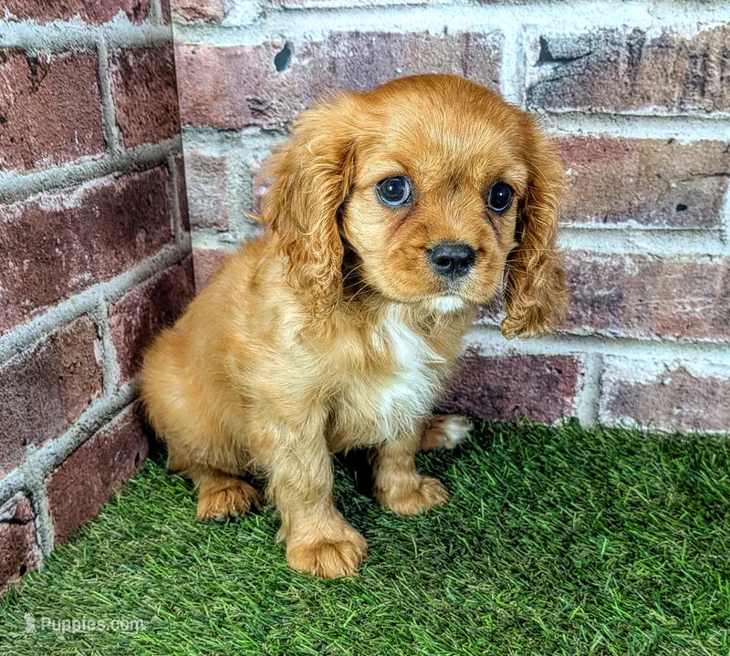 Leah – Cavalier King Charles Spaniel puppy for sale in Clark, MO