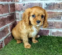 Leah, a female Cavalier King Charles Spaniel for sale in Clark, MO – 1 of 10