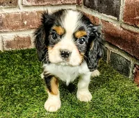 Willie AKC , a male Cavalier King Charles Spaniel for sale in Clark, MO – 5 of 10