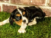 Molly, a female Cavalier King Charles Spaniel for sale in Clark, MO – 10 of 10