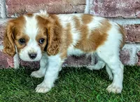Jake, a male Cavalier King Charles Spaniel for sale in Clark, MO – 5 of 10