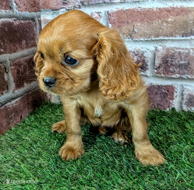 Rose – Cavalier King Charles Spaniel puppy for sale in Clark, MO