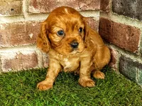 Rocco , a male Cavalier King Charles Spaniel for sale in Clark, MO – 3 of 10