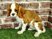 Johnny AKC , a male Cavalier King Charles Spaniel for sale in Clark, MO – 5 of 10
