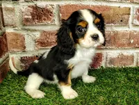 Willie AKC , a male Cavalier King Charles Spaniel for sale in Clark, MO – 7 of 10