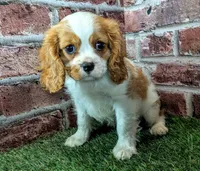 Jake, a male Cavalier King Charles Spaniel for sale in Clark, MO – 4 of 10