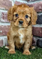 Rusty AKC registration , a male Cavalier King Charles Spaniel for sale in Clark, MO – 8 of 10