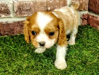 Max AKC , a male Cavalier King Charles Spaniel for sale in Clark, MO – 5 of 10