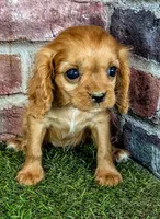 Cherry , a female Cavalier King Charles Spaniel for sale in Clark, MO – 9 of 10