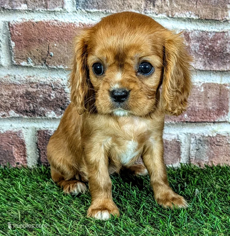 Rosie  – Cavalier King Charles Spaniel puppy for sale in Clark, MO