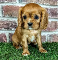 Rosie , a female Cavalier King Charles Spaniel for sale in Clark, MO – 1 of 9